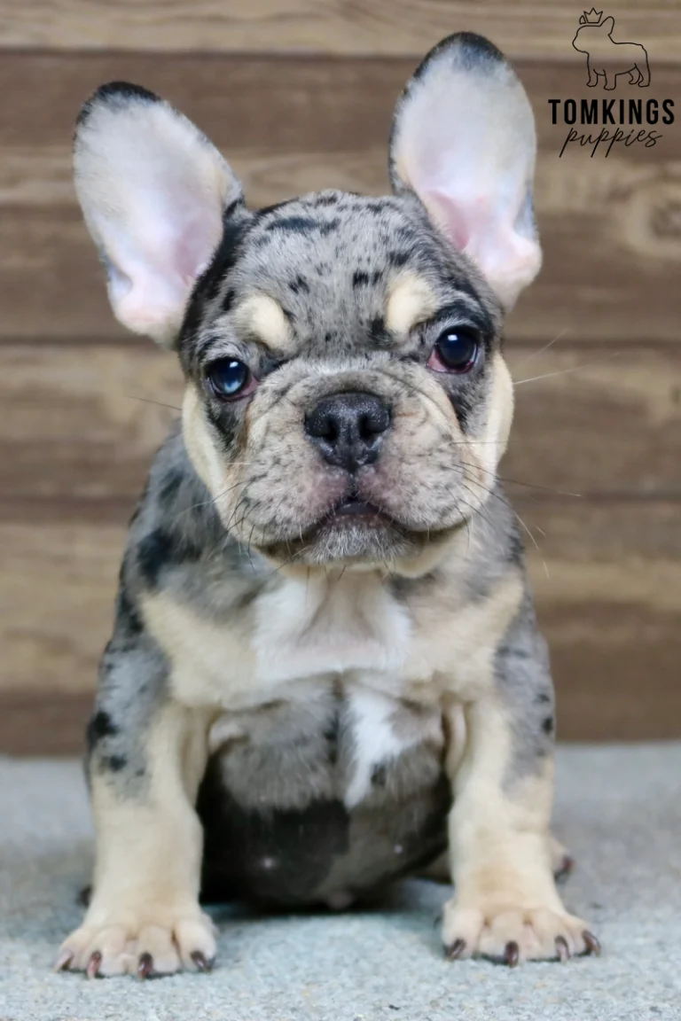 Bowen, a black merle French Bulldog boy with blue eyes, cream tan facial markings, and upright bat ears, sitting and looking directly at the camera.