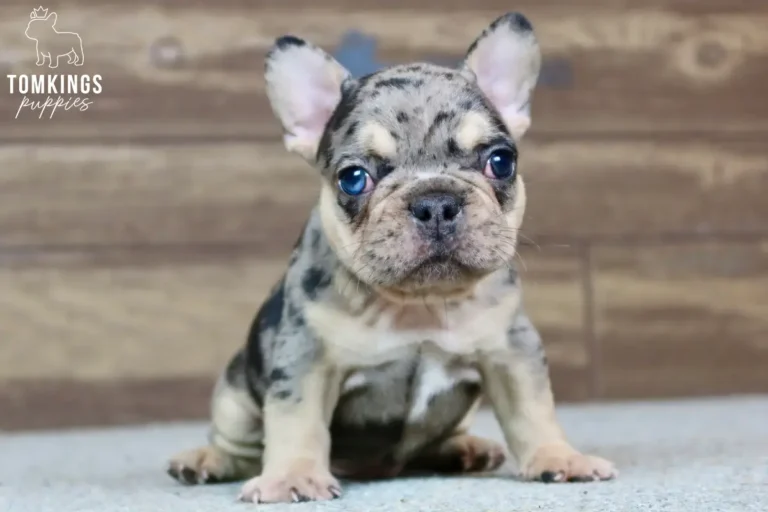 Choco merle and tan French Bulldog puppy sitting and facing the camera.