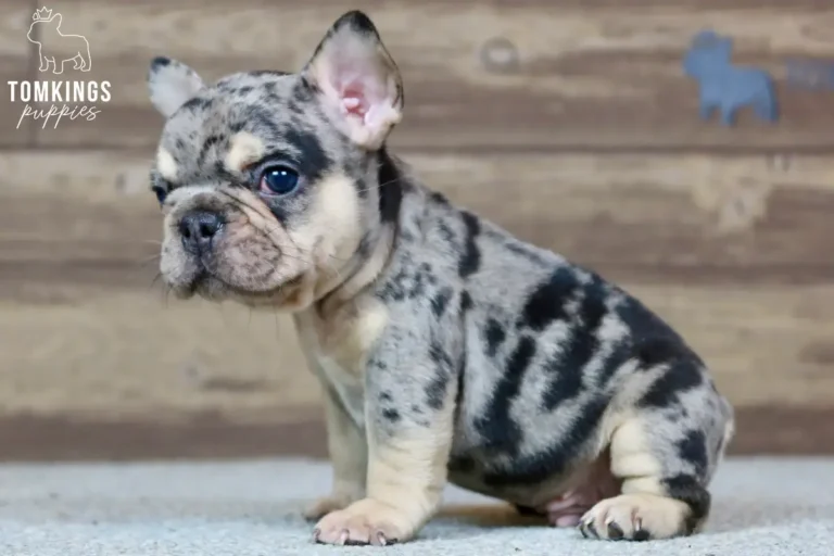 Choco merle and tan French Bulldog puppy sitting in side profile against a wooden background.