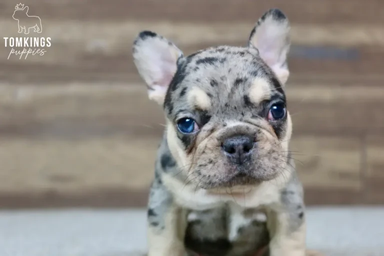 Choco merle and tan French Bulldog puppy looking directly at the camera with blue eyes.