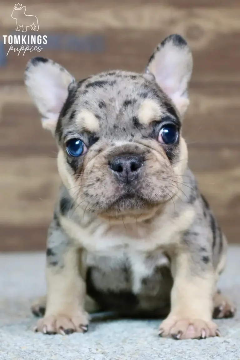 Bowen, a male black merle and tan French Bulldog puppy, sits looking forward with striking blue eyes and prominent tan markings.