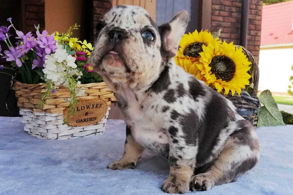 Merle French Bulldog puppy with a blue eye sitting outdoors near a flower basket and sunflowers