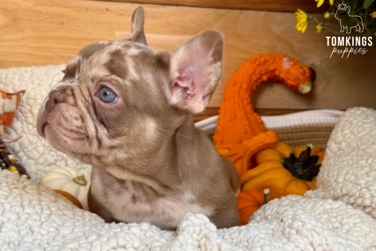 Cannes, a rojo merle and tan French Bulldog puppy with blue eyes, looking to the left while sitting on a soft cream blanket surrounded by autumn pumpkins.
