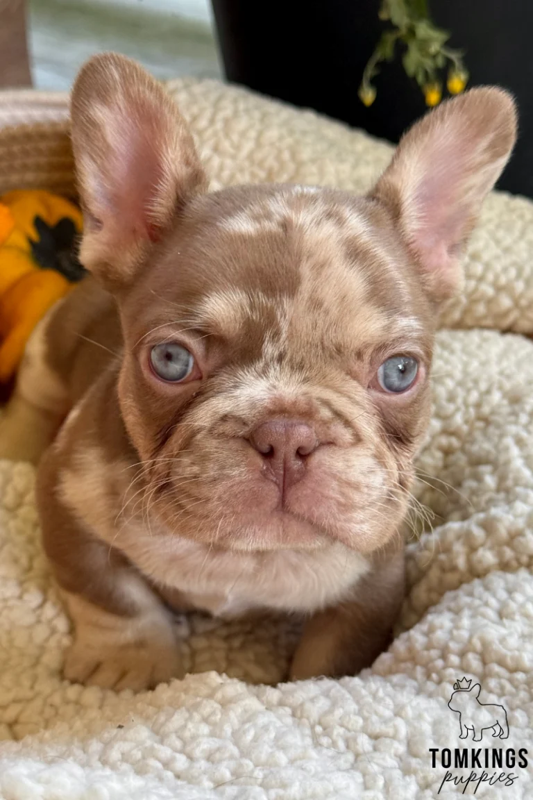 Cannes, a rojo merle and tan French Bulldog puppy with blue eyes and a chocolate marbled coat, looking directly at the camera on a fluffy cream blanket.