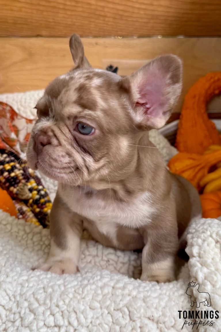 Cannes, a rojo merle and tan French Bulldog puppy with blue eyes and upright ears, sitting on a fluffy blanket while looking to the side among autumn decorations.