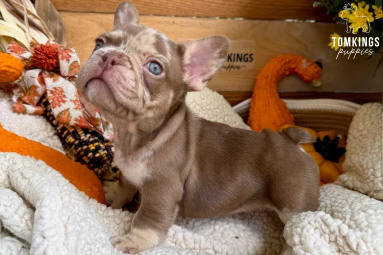 Cannes, a rojo merle and tan French Bulldog puppy with blue eyes and a chocolate marbled coat, standing sideways on a cream blanket surrounded by autumn pumpkins.