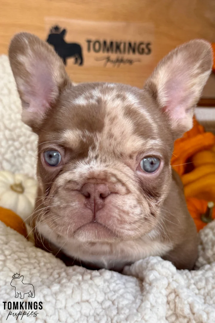 Cannes, a rojo merle and tan French Bulldog puppy with striking blue eyes, upright ears, and a marbled chocolate coat, resting on a fluffy cream blanket.