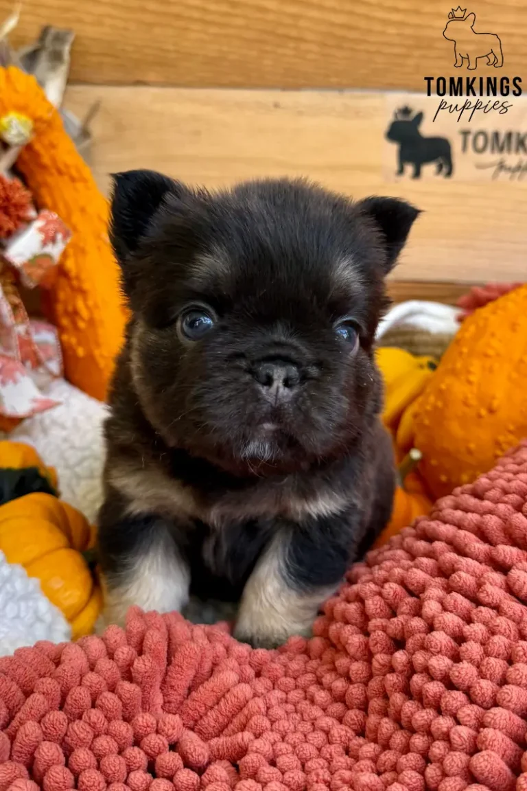 A fluffy choco and tan French Bulldog puppy named Carmen sits on a coral blanket surrounded by autumn gourds, looking forward.