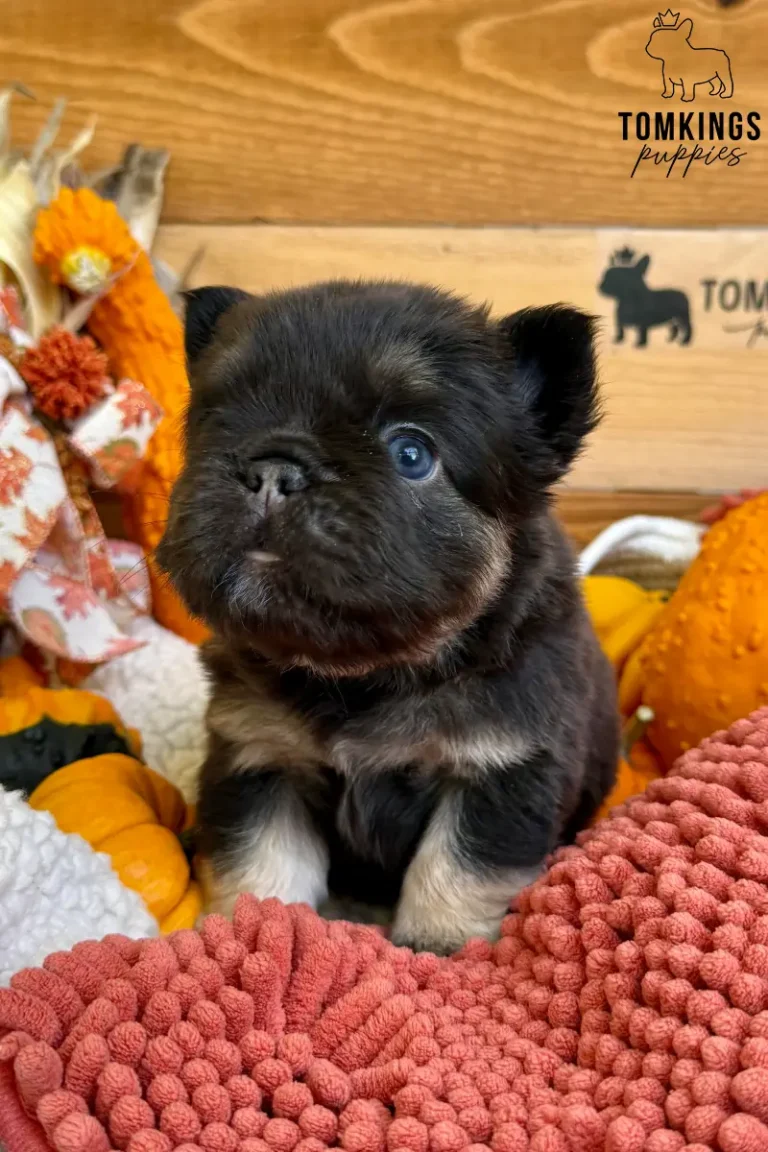 Chocolate and tan fluffy French Bulldog puppy sitting among autumn pumpkins and cozy blankets.
