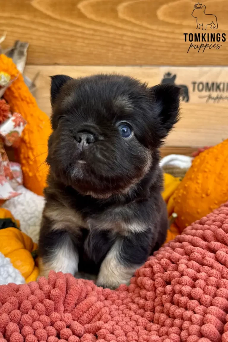Chocolate and tan fluffy French Bulldog puppy looking toward the camera surrounded by orange pumpkins and autumn decorations.