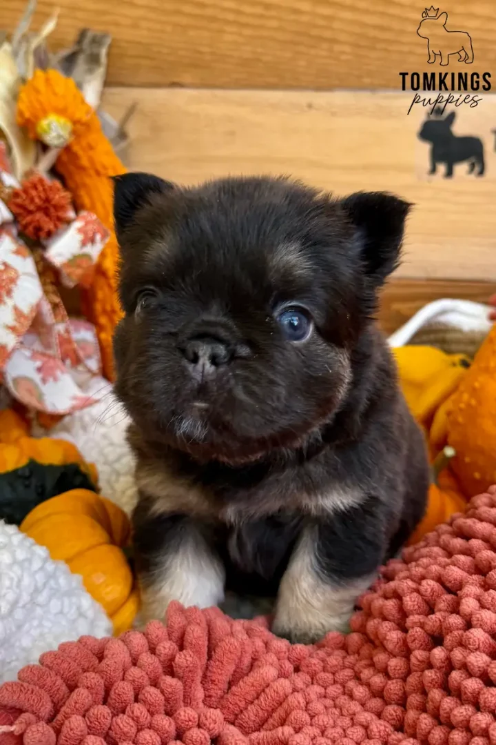 Chocolate and tan fluffy French Bulldog puppy sitting on a coral blanket with pumpkins and autumn decorations.
