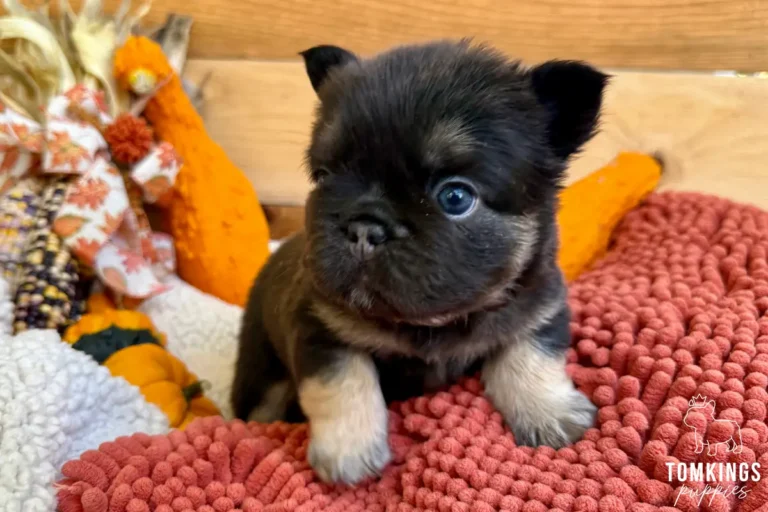 Carmen, a choco and tan fluffy French Bulldog puppy, sits on a rust-colored textured mat with curious blue eyes, surrounded by autumn decor.