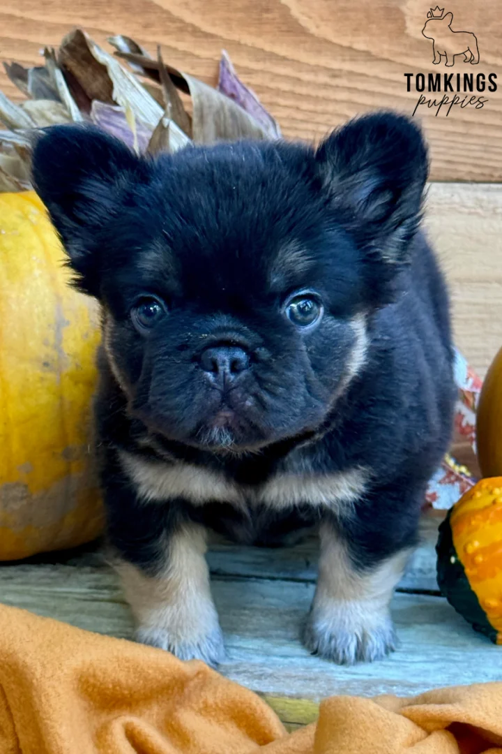 A fluffy choco and tan French Bulldog puppy named Carmen stands in a fall setting with pumpkins and dried corn.