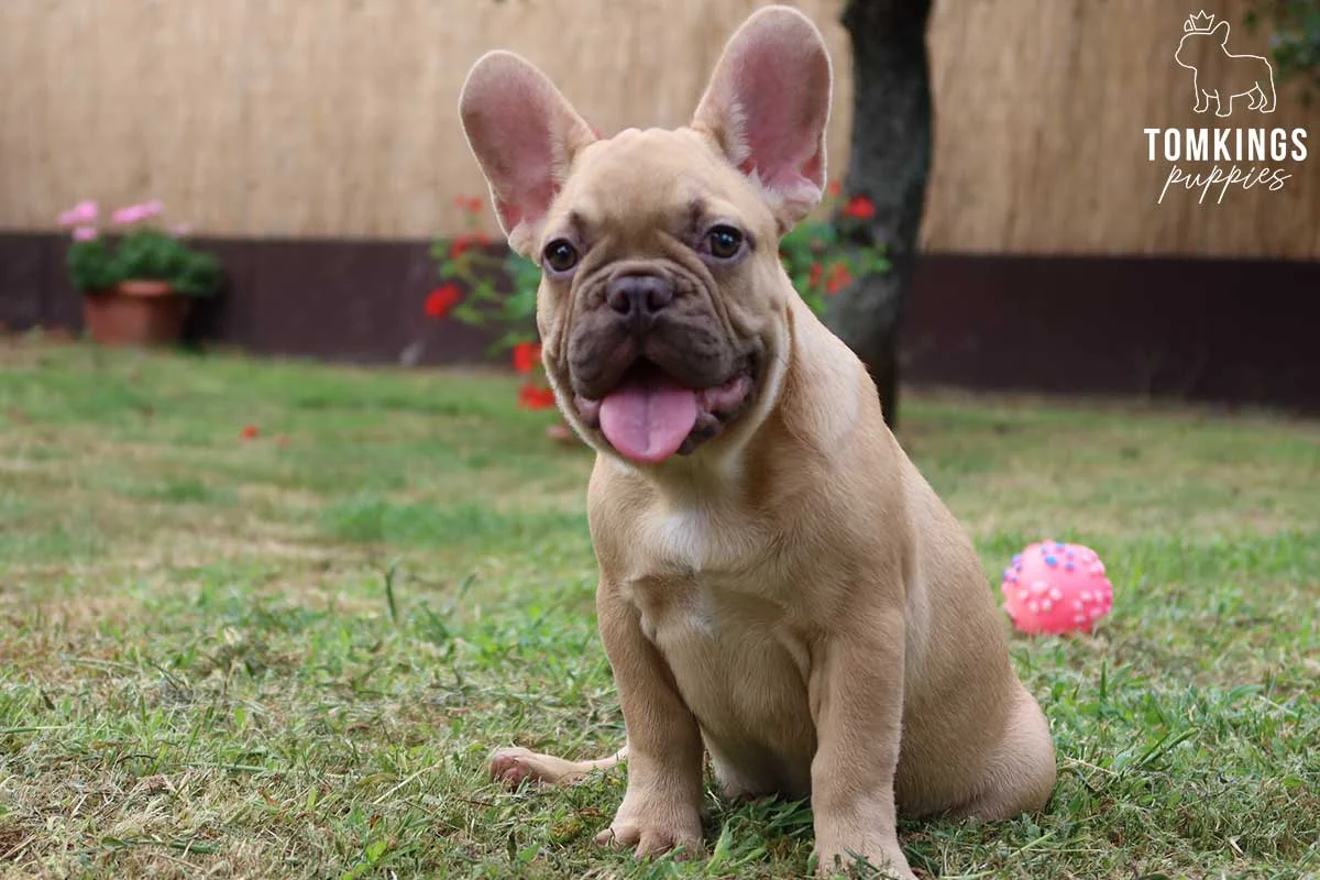 Fawn French Bulldog puppy sitting in grass with its tongue out near a pink ball toy