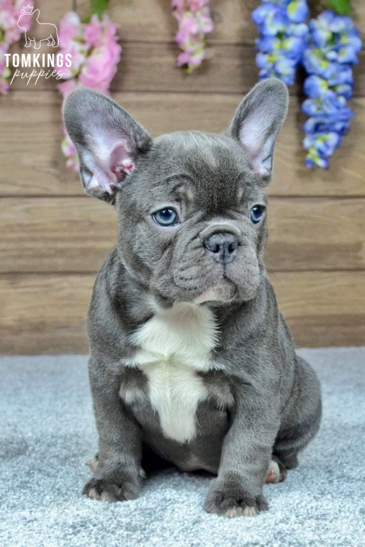 Charlotte, a blue French Bulldog puppy with a white chest, sits calmly on a gray carpet. She has bright blue eyes and looks gently forward.