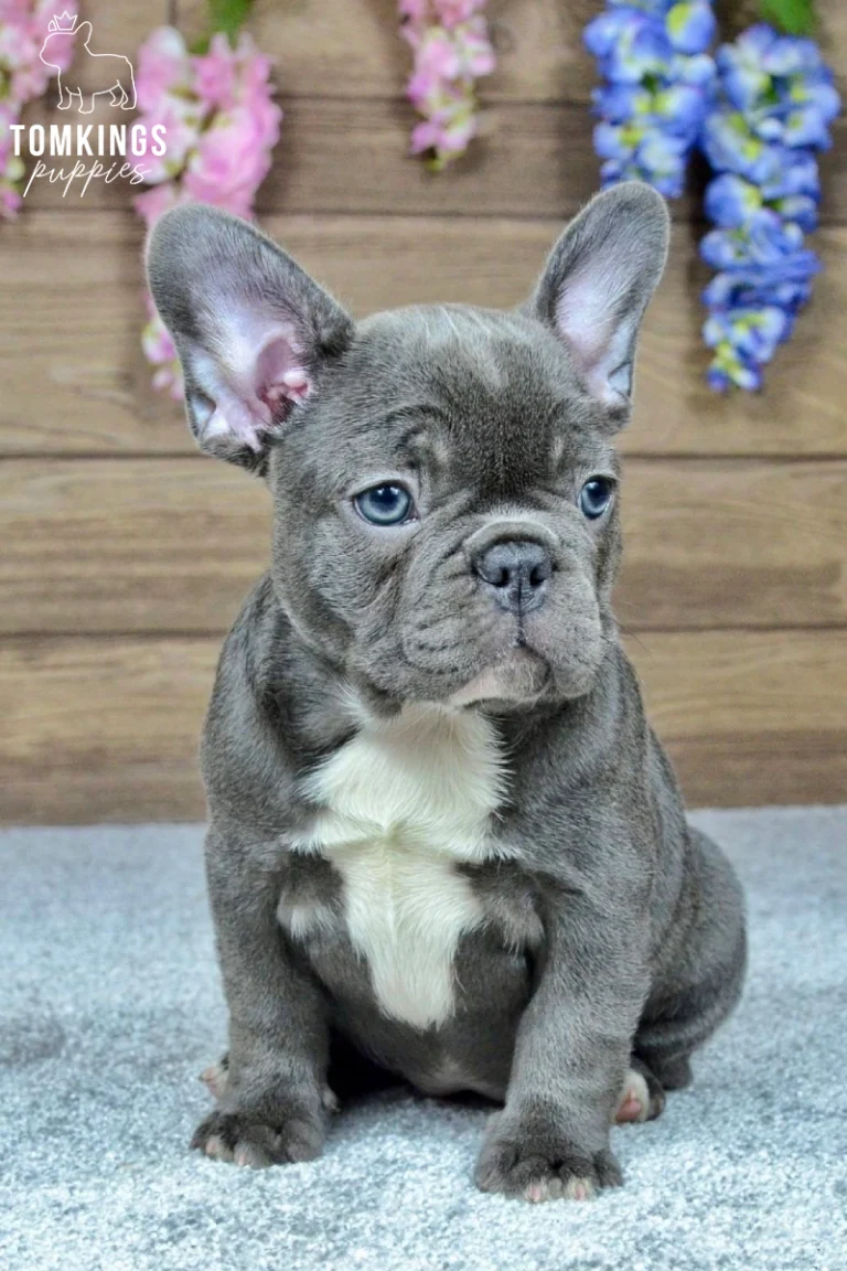 Charlotte, a blue French Bulldog puppy with a white chest, sits calmly on a gray carpet. She has bright blue eyes and looks gently forward.
