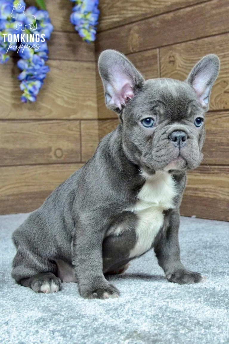 A blue French Bulldog puppy named Charlotte with a white chest sits calmly on a gray carpet, looking directly forward.