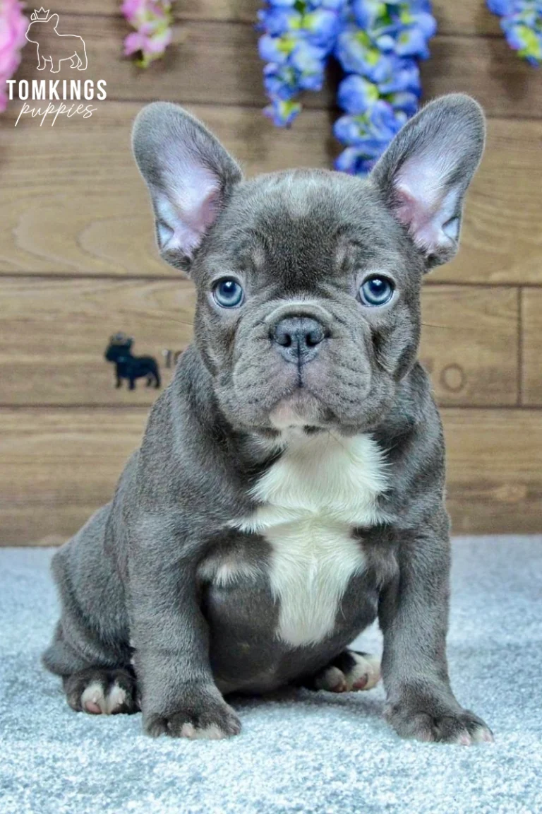 A blue French Bulldog puppy named Charlotte sits front-facing on gray carpet, showcasing her white chest patch and bright blue eyes against a floral wooden wall.