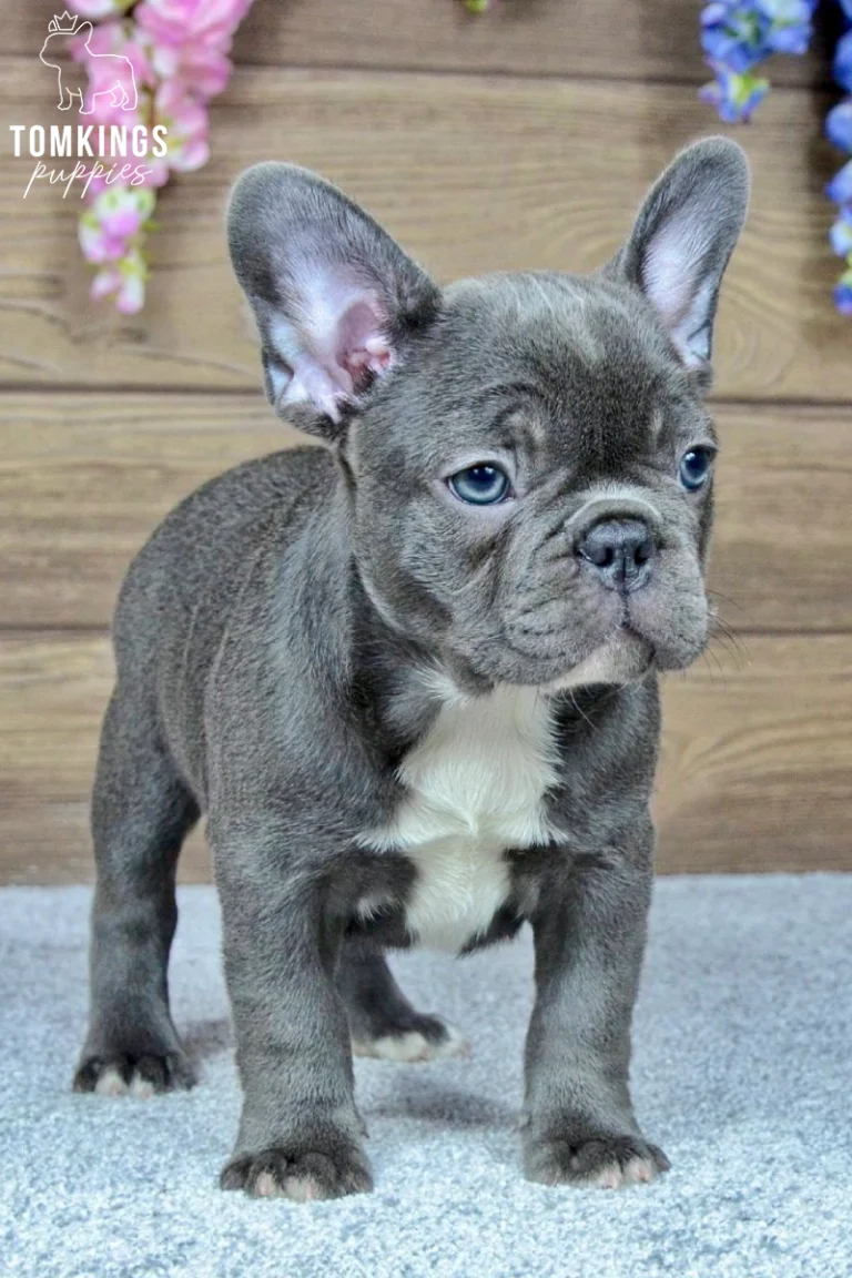 Blue French Bulldog puppy Charlotte stands on a light rug, gazing forward with bright blue eyes. She has white chest markings.