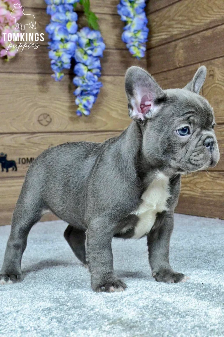 A blue French Bulldog puppy named Charlotte stands alert, looking right with blue eyes, showing her white chest marking against a wooden wall with blue flowers.