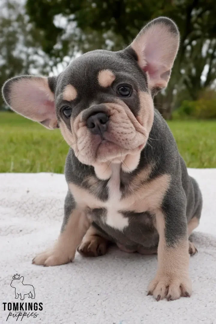 A cute blue and tan French Bulldog puppy named Clementine sits on a white blanket outdoors, tilting her head and looking at the camera.