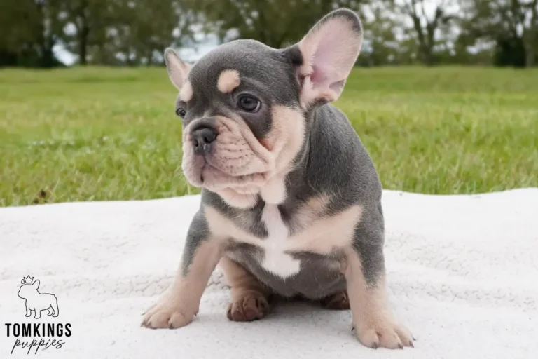 A sweet blue and tan female French Bulldog puppy, Clementine, sits alertly on a white blanket with green grass and trees behind her.
