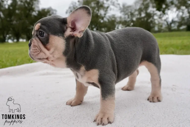 A blue and tan French Bulldog puppy, Clementine, stands alertly in profile on a white blanket outdoors.