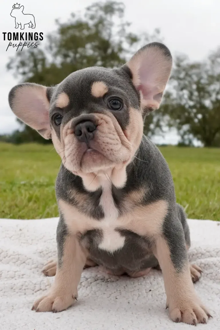 A sweet blue and tan French Bulldog puppy named Clementine sits on a white blanket outdoors, looking gently curious at the camera.