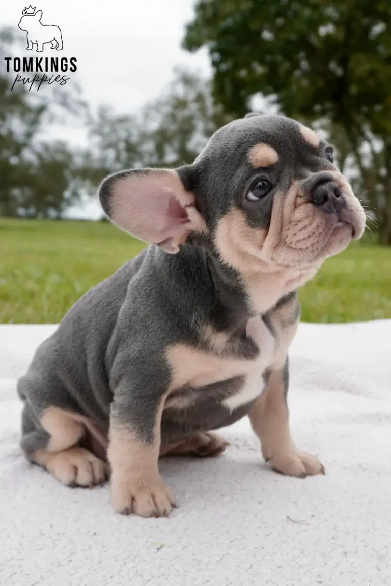 Clementine, a blue and tan French Bulldog puppy, sits on a white blanket outdoors, looking up with a sweet, curious expression.