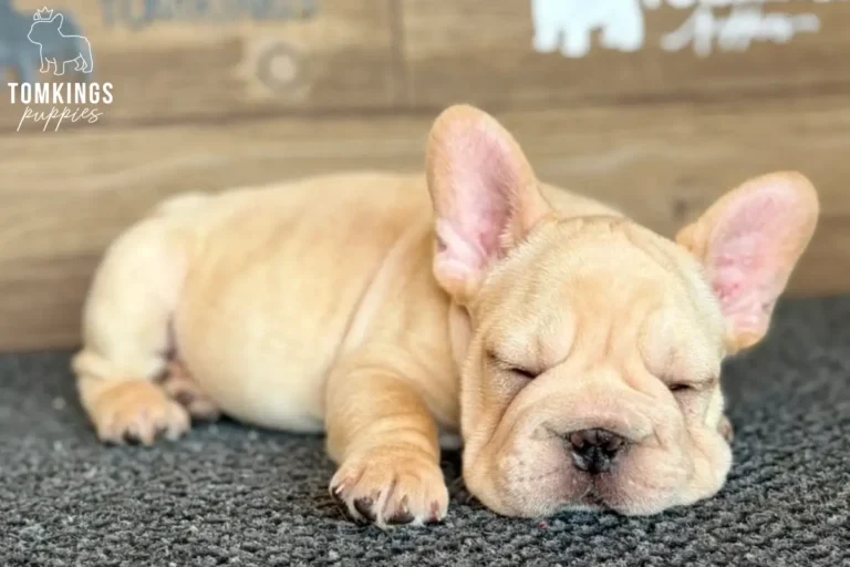 A cream big rope French Bulldog puppy, Colter, is curled up asleep on a dark gray carpet.