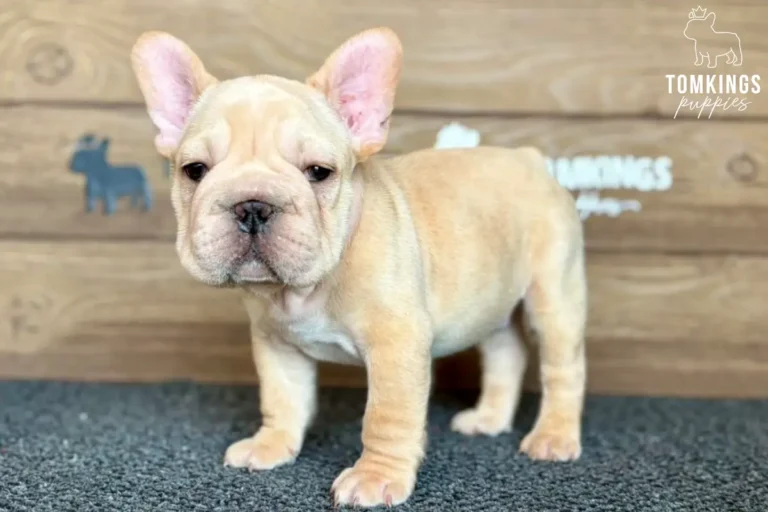 A cream French Bulldog puppy named Colter stands calmly, facing forward on a gray mat, against a light wood panel background.