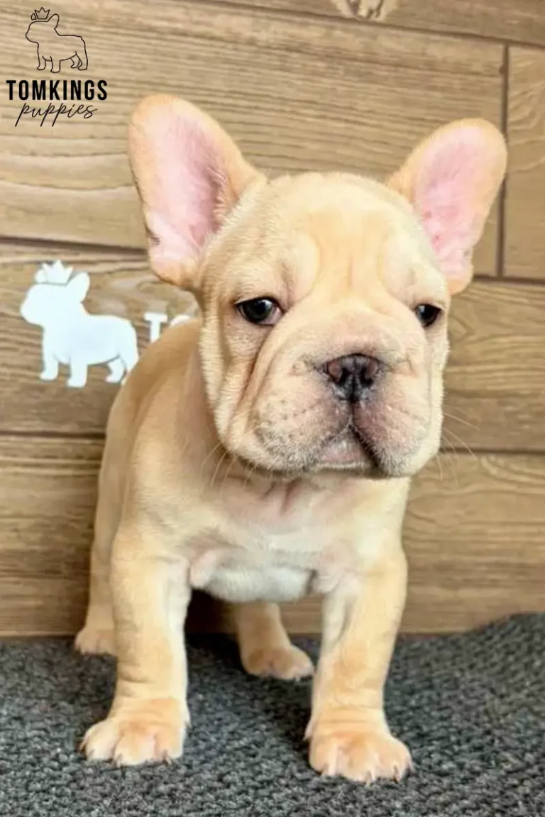 A cream French Bulldog puppy, Colter, stands on a dark gray mat against a warm wooden panel wall with a white dog silhouette.