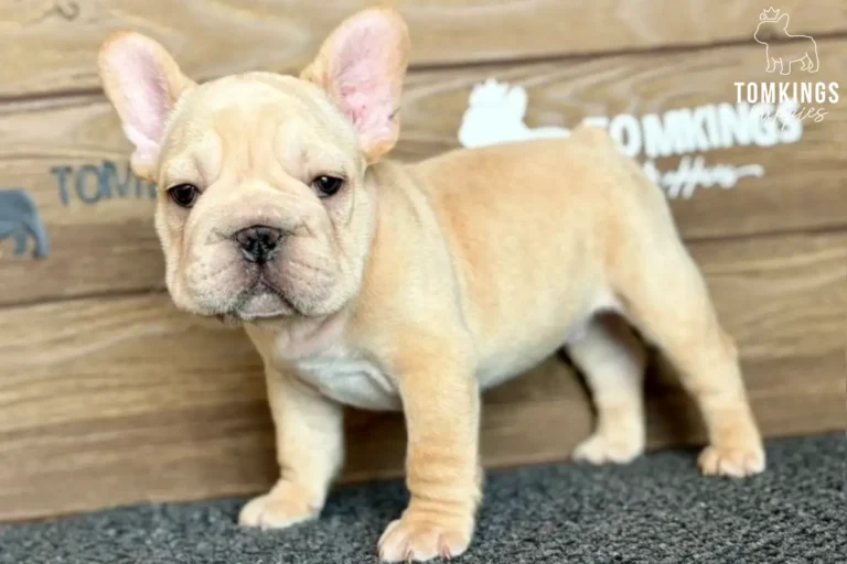 A cream French Bulldog puppy named Colter stands attentively on a textured dark gray carpet in front of a wooden wall.