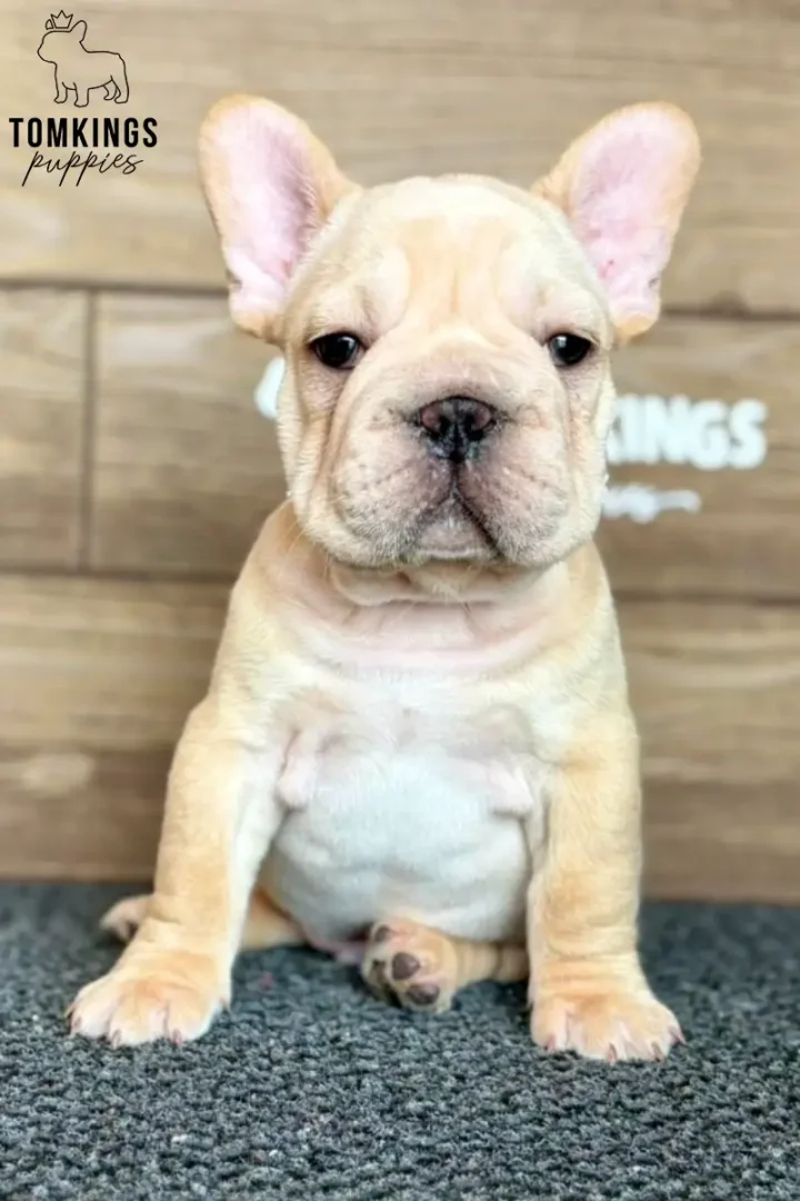 A cream big rope French Bulldog puppy, Colter, sits attentively on a grey carpet, looking at the camera.
