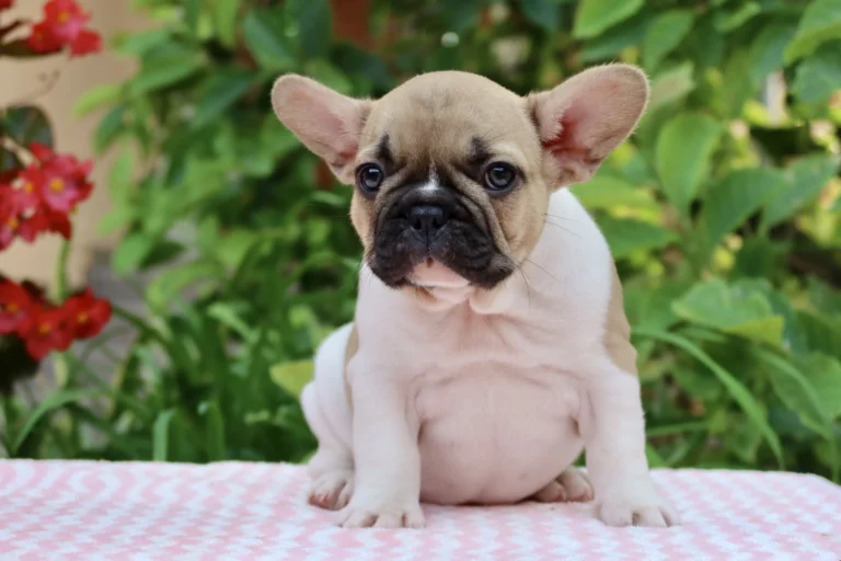 A red pied French Bulldog puppy sitting outdoors in front of green plants and red flowers.