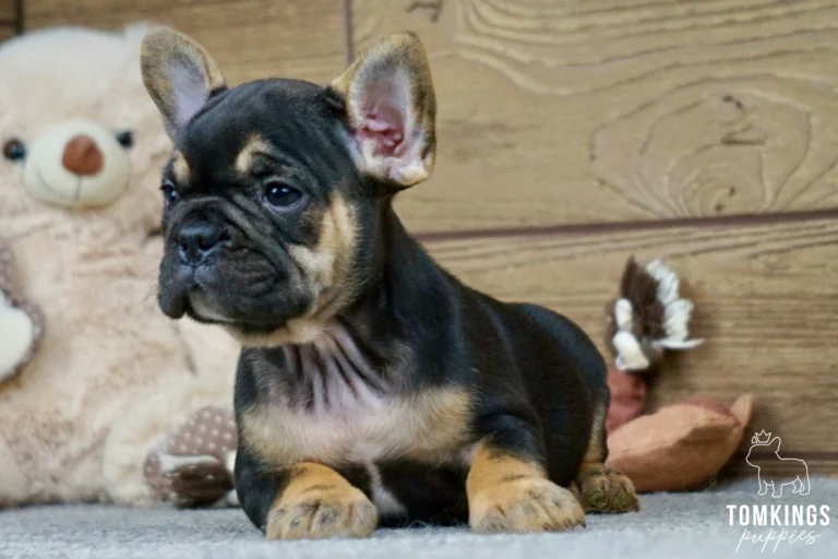Black and tan French Bulldog puppy Curtis sits alertly on a grey carpet, with a large teddy bear and a toy in the wooden background.