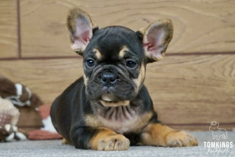Curtis, a black and tan French Bulldog puppy with tan eyebrows, large upright ears, and golden paws, lying on a gray carpet.