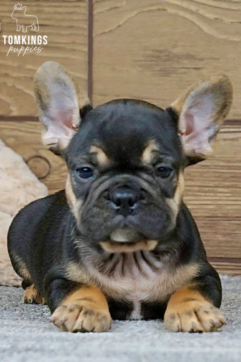 Close-up portrait of Curtis, a black and tan French Bulldog puppy with large bat ears, tan facial markings, and golden paws, lying on a gray carpet.