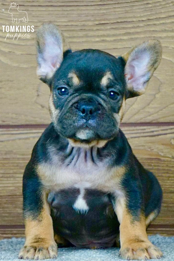 A black and tan French Bulldog puppy named Curtis sits attentively, showing his white chest patch against a wooden background.