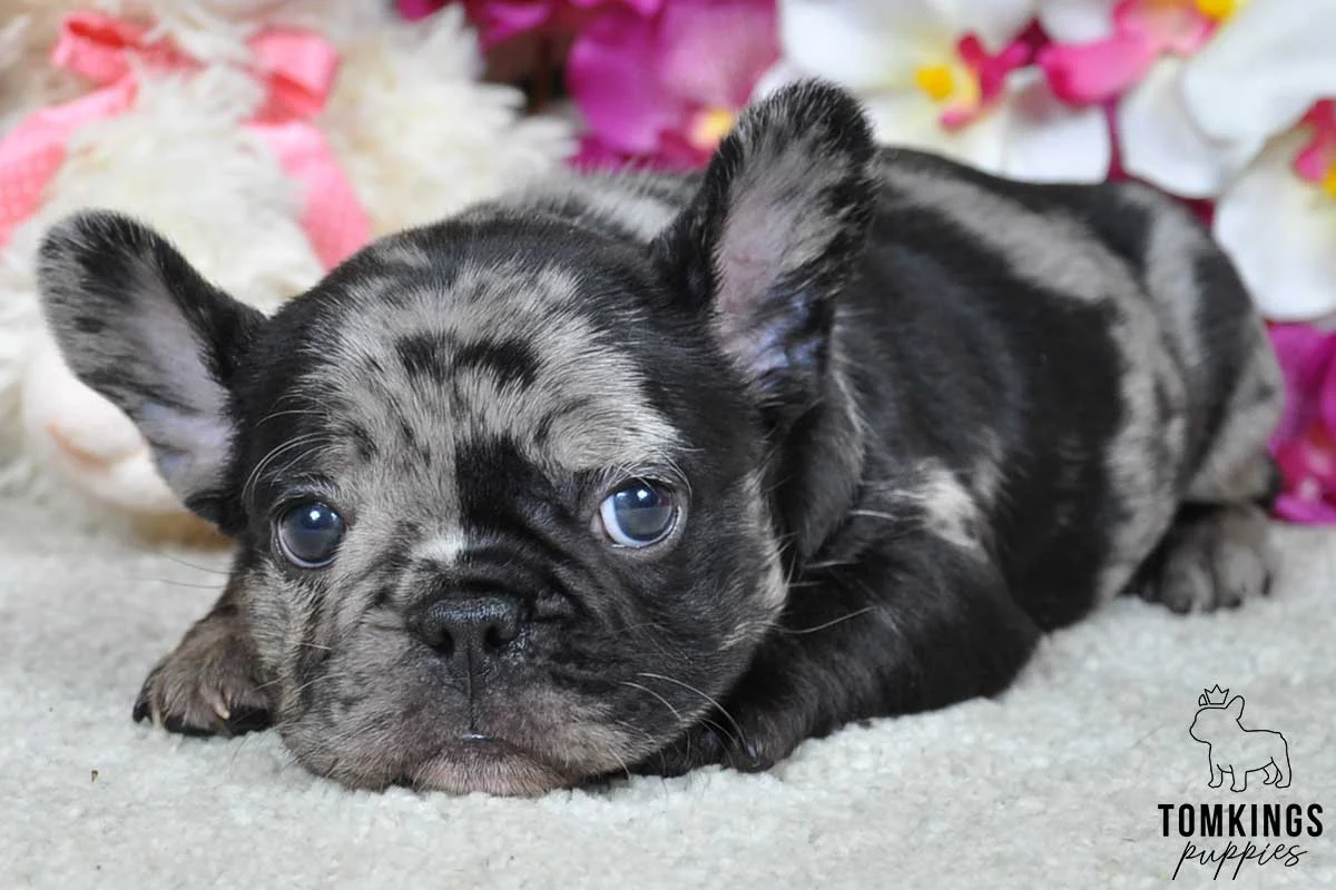 Merle French Bulldog puppy lying down close-up amid pink and white faux flowers