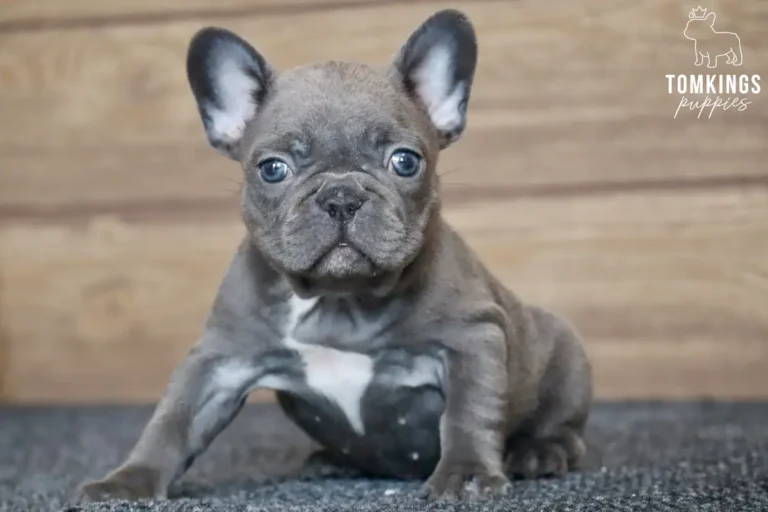 Blue French Bulldog puppy sitting and looking directly at the camera.