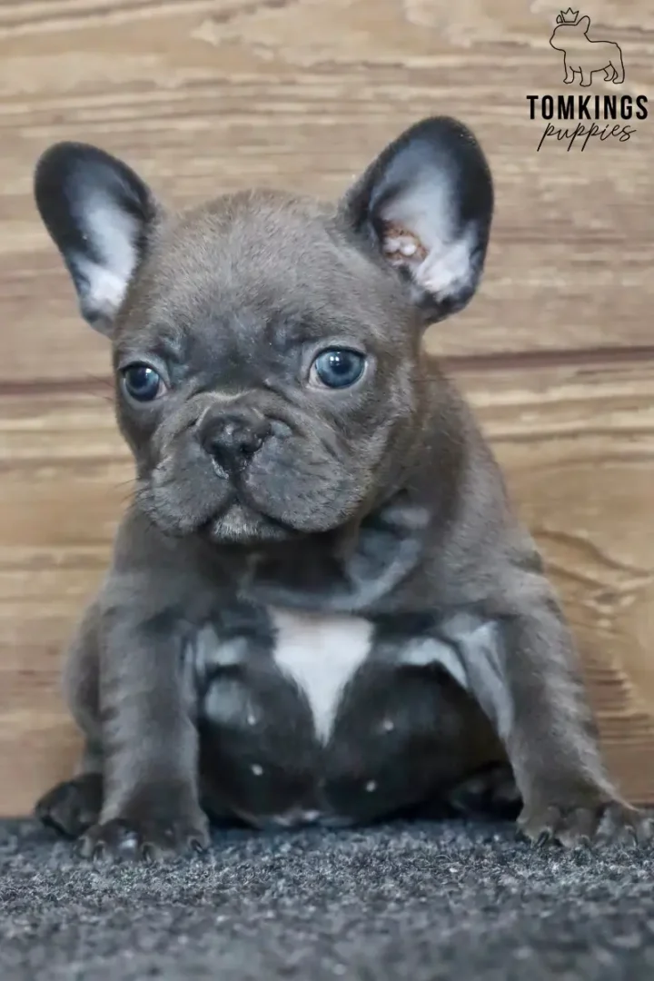 Blue French Bulldog puppy sitting against a rustic wooden background.