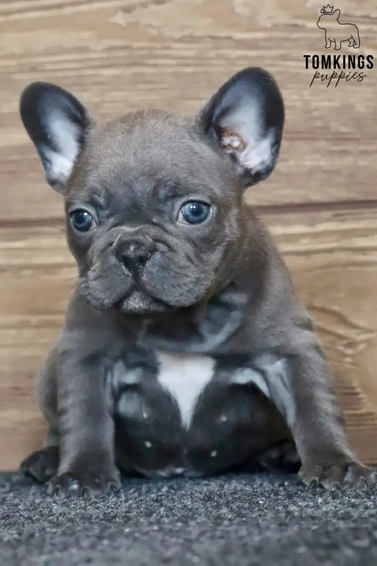 Blue French Bulldog puppy sitting against a rustic wooden background.