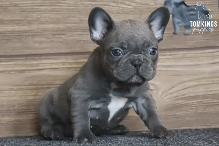 Blue French Bulldog puppy sitting in a three-quarter pose against a wooden backdrop.