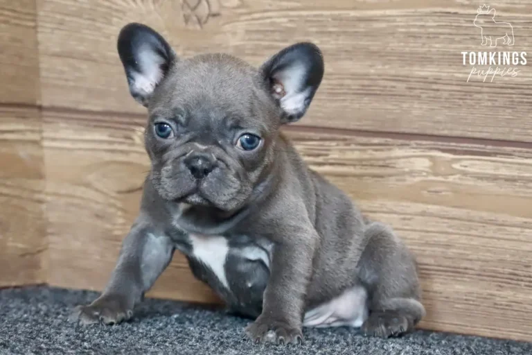 A blue French Bulldog puppy named David sits looking curious with white chest markings against a wooden wall and gray carpet.