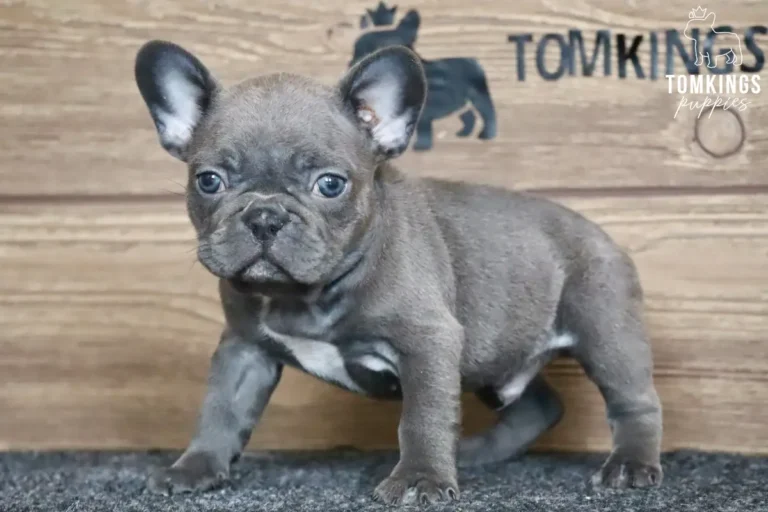A blue French Bulldog puppy named David stands on a gray carpet, looking forward with big blue eyes, in front of a wooden wall.
