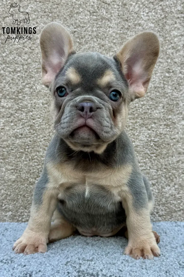 A blue and tan female French Bulldog puppy sitting on a soft gray surface and looking directly at the camera.
