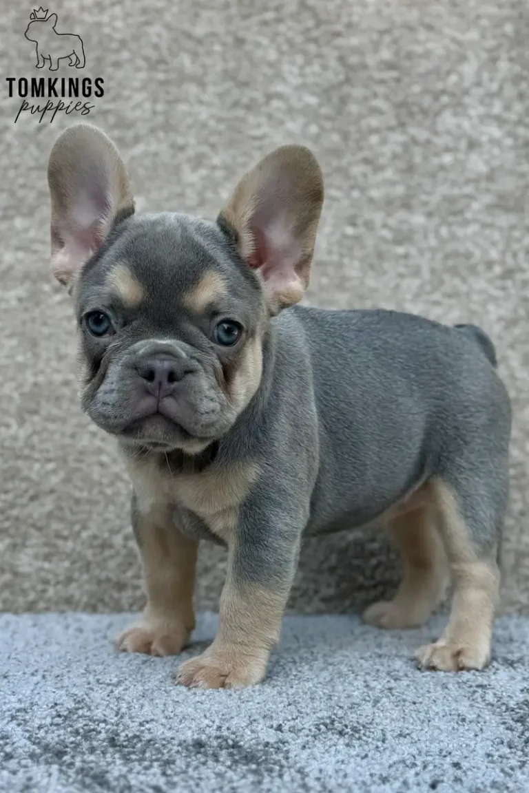 A blue and tan female French Bulldog puppy standing sideways on a gray surface while looking toward the camera.