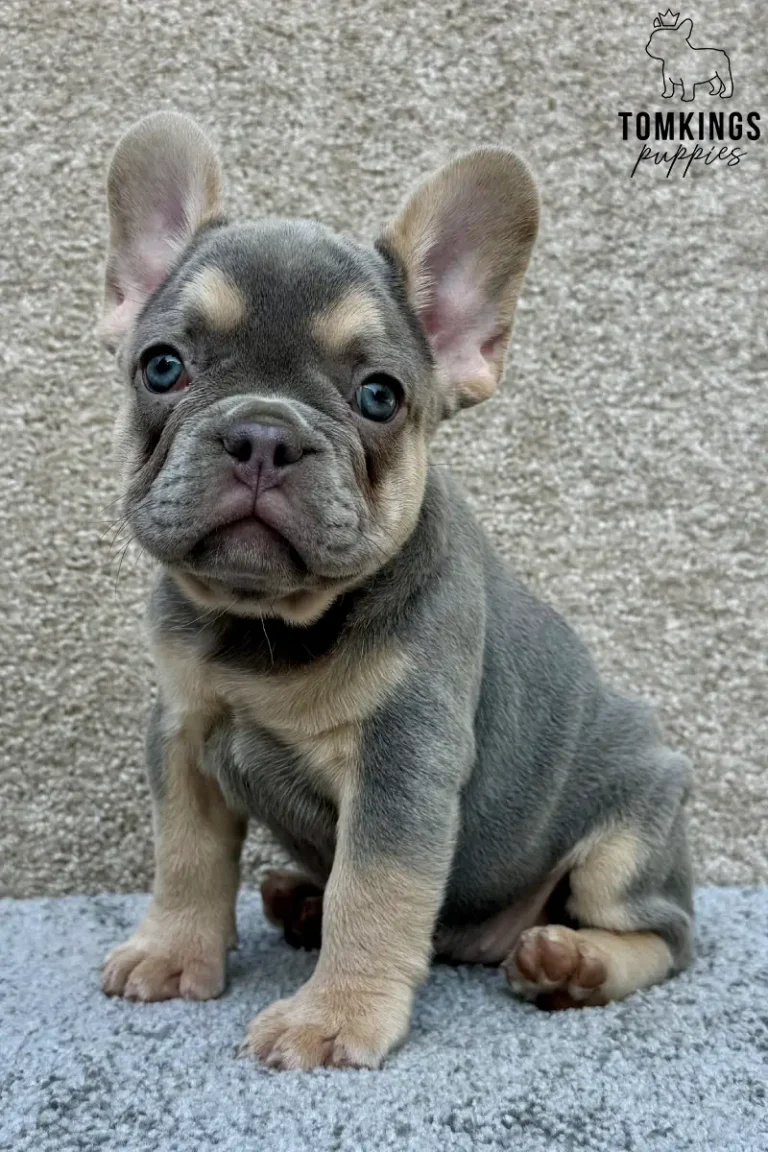 A blue and tan female French Bulldog puppy sitting slightly angled on a gray surface and looking at the camera.