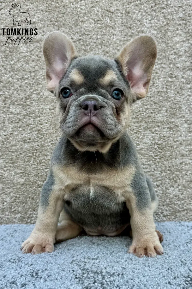 A blue and tan female French Bulldog puppy sitting front-facing on a gray surface against a textured background.